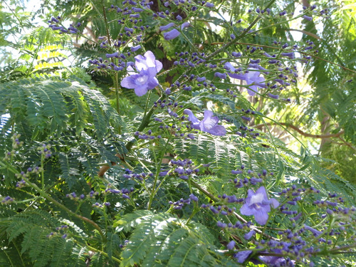 Jacaranda Trees are in bloom.